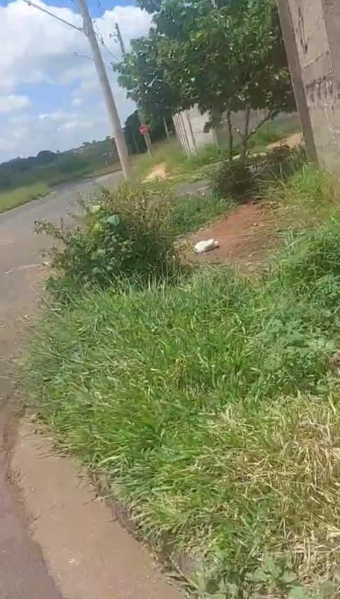 Mato alto tomou conta de calçadas na rua José Maria de Ávila, no bairro Girassóis 3, obrigando pedestres a caminhar pela via. (Foto/Reprodução)
