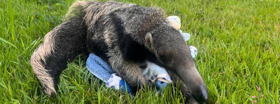 Apesar das circunstâncias, o animal deu entrada na unidade em boas condições de saúde e segue estável. (Foto/IEF/Divulgação)