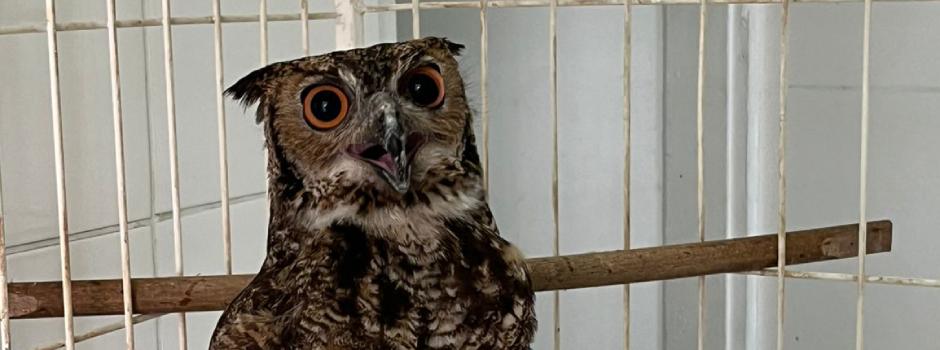 Ave viverá no Parque dos Falcões, em Sergipe, referência nacional na conservação de rapinas (Foto/EPR Sul de Minas)