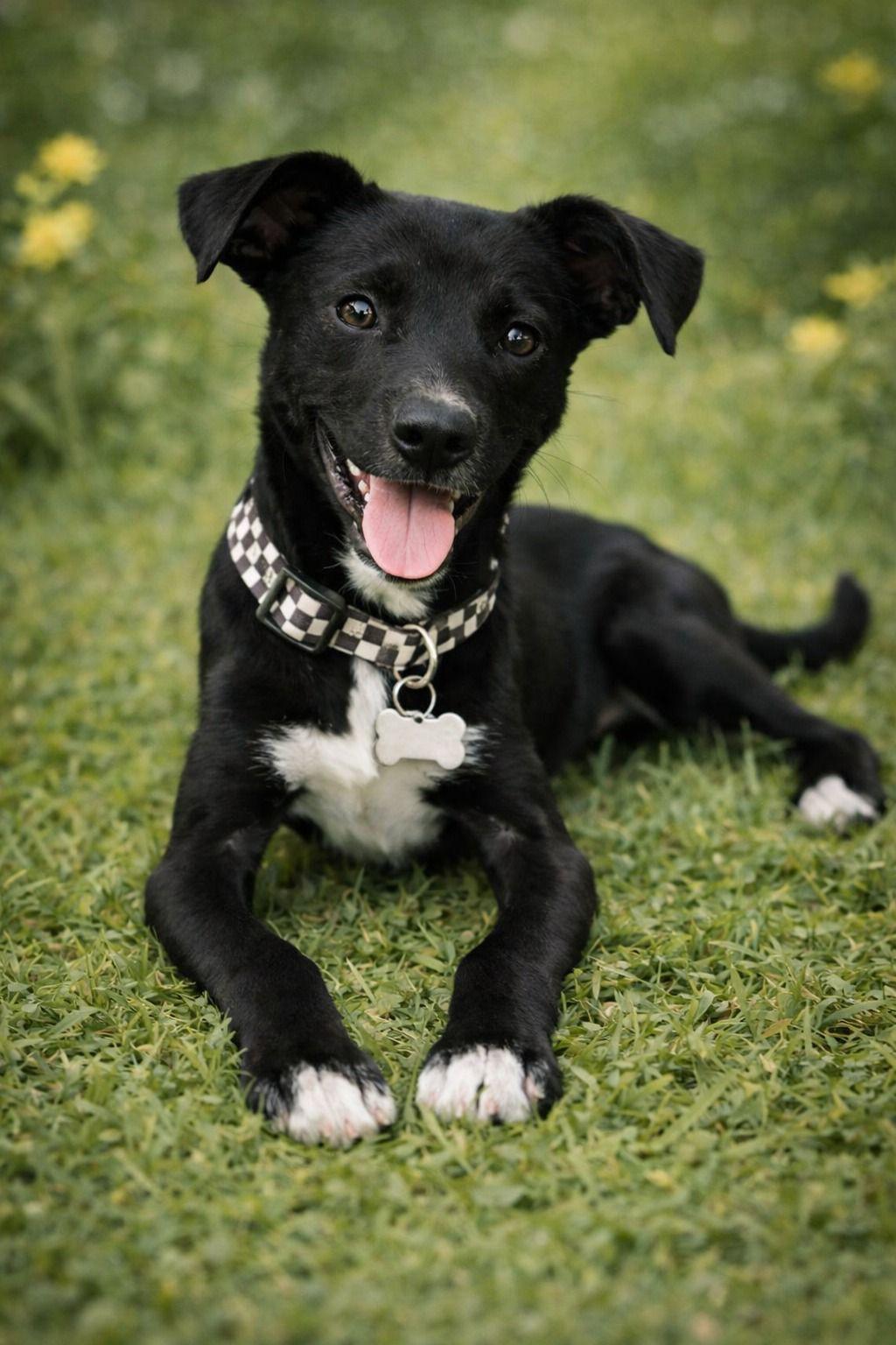 Para adotar, é necessário ter mais de 18 anos, apresentar documento pessoal e assinar um termo de adoção responsável (Foto/Divulgação)