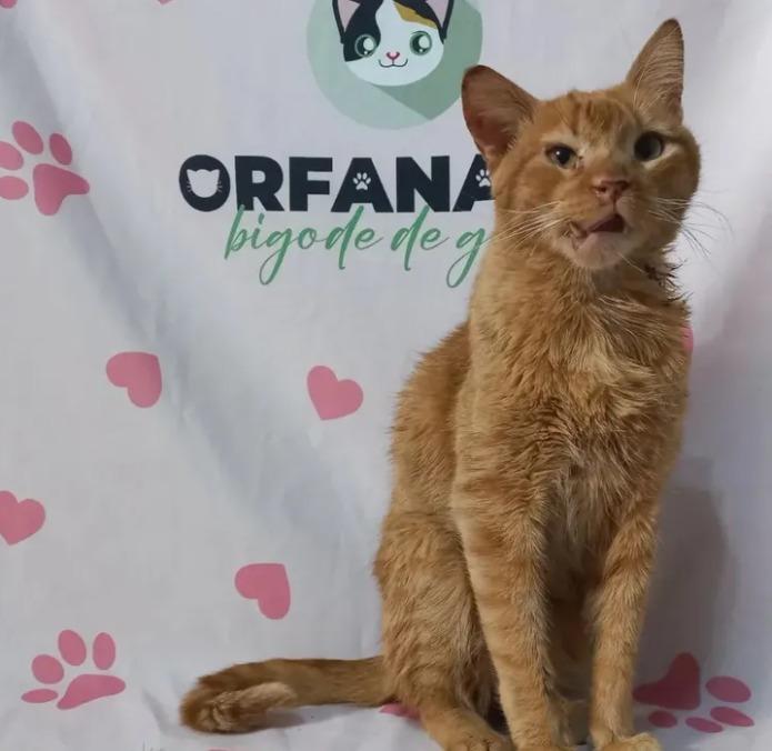 Protetora independente pede apoio da comunidade para manter abrigo, custear despesas mensais e garantir cuidados aos animais. (Foto/Reprodução)