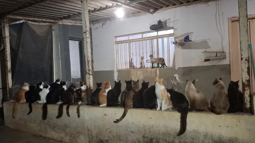 Orfanato Bigode de Gato abriga atualmente 92 felinos resgatados em Uberaba, muitos deles com doenças que exigem tratamento contínuo. (Foto/Reprodução)