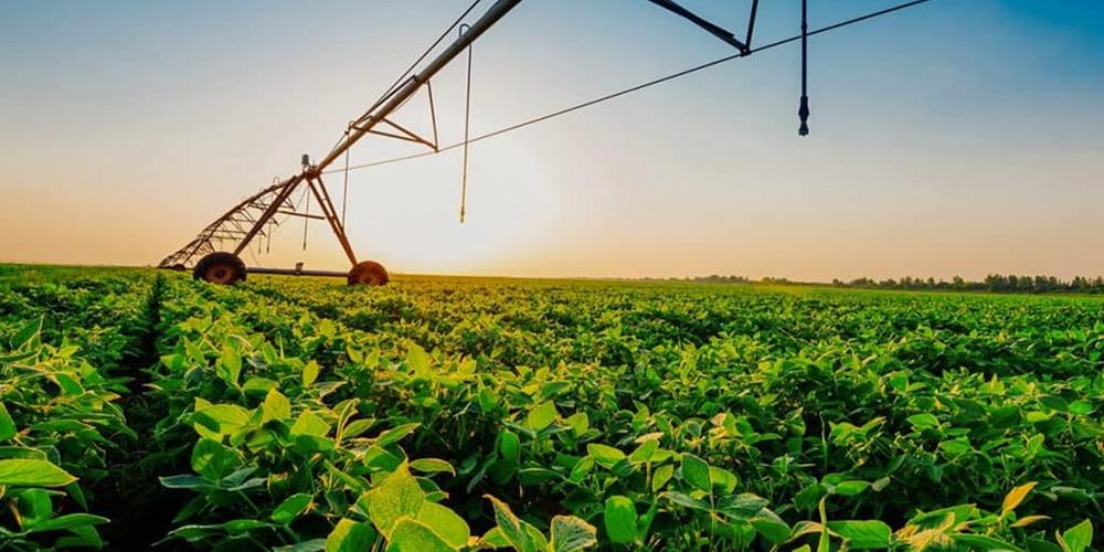 Perdeu a safra e não consegue pagar? Produtor pode pedir prorrogação da dívida rural
