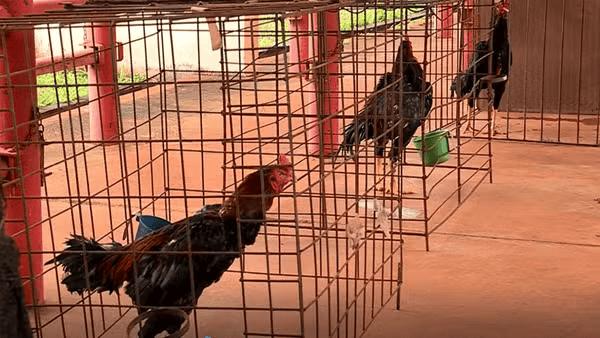 Dos 30 galos encontrados, quatro morreram devido os ferimentos (Foto/TV Integração/Reprodução)