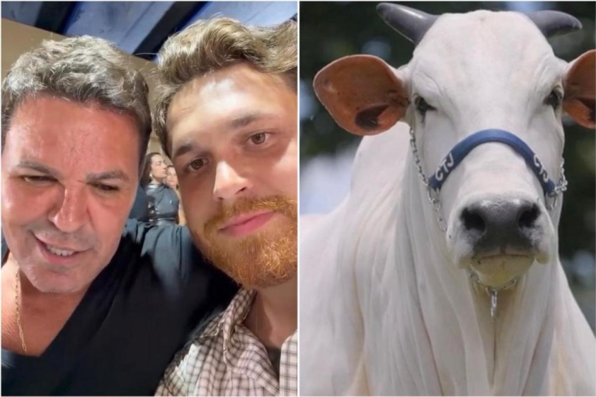 O animal é uma matriz da raça Nelore com alto padrão genético, destinada à produção de embriões e ao melhoramento do rebanho (Foto/Divulgação)