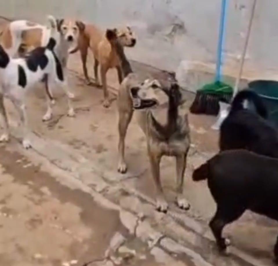 Sem tutora, oito cães idosos correm risco de ir para abrigo em Uberaba. (Foto/Reprodução)