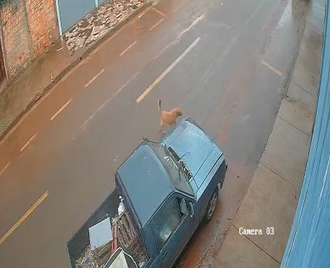 O animal, um cachorro caramelo de médio porte, aparece no vídeo visivelmente desorientado após ser deixado no local (Foto/Divulgação)