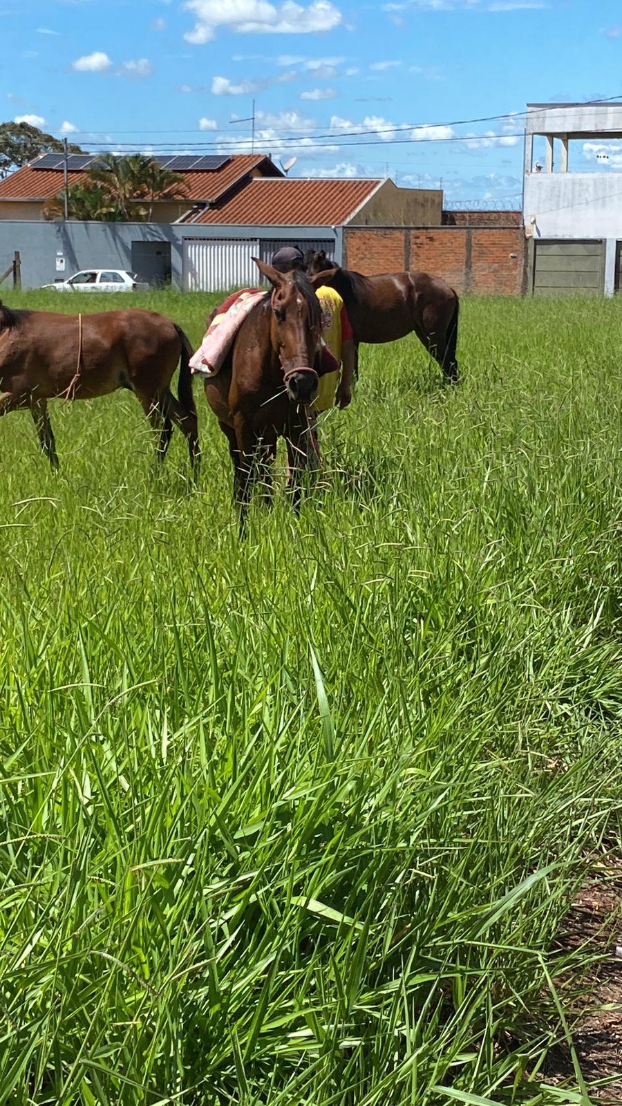 Cavalo solto em via pública provocou acidente e reacende alerta para risco no trânsito em Uberaba. (Foto/Reprodução)