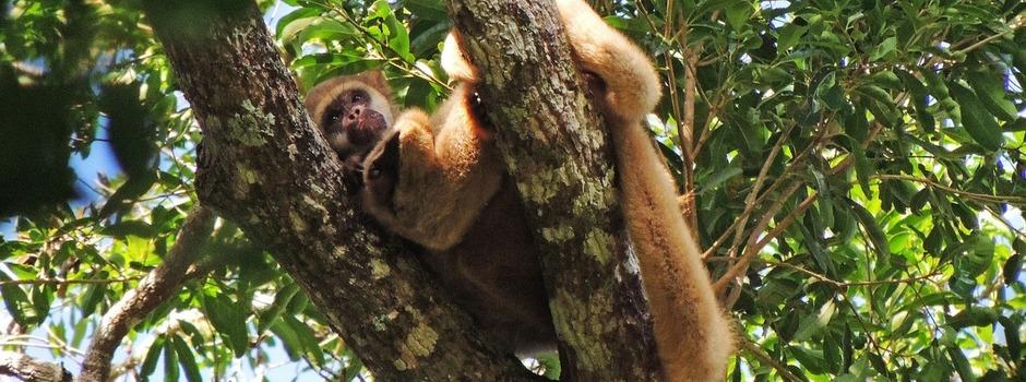 Ao todo, quatro indivíduos — duas fêmeas e dois machos — foram capturados e já se encontram em processo de aclimatação no Ibiti Projeto, etapa fundamental para adaptação ao novo ambiente. (Foto/Acervo MIB/Ibama/IEF)