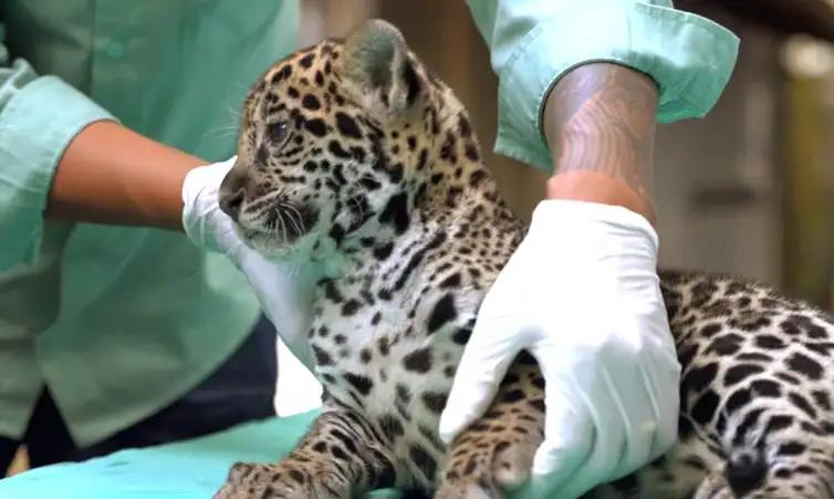 Parauapebas (PA, 04/04/2026 - Nascida em dezembro no BioParque Vale Amazônia, onça-pintada recebe o nome de Xingu. (Foto: Bioparque Vale Amazônia/Divulgação)
