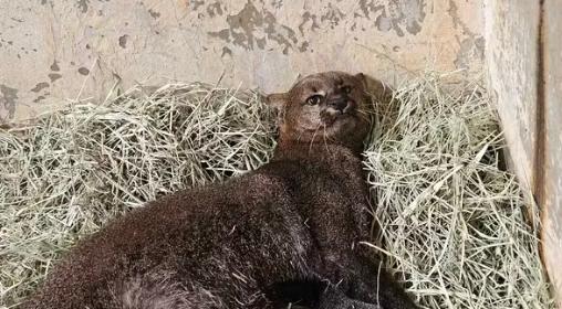 Fêmea de gato-mourisco foi resgatada em estado avançado de gestação (Foto/Universidade do Agro/Uniube)