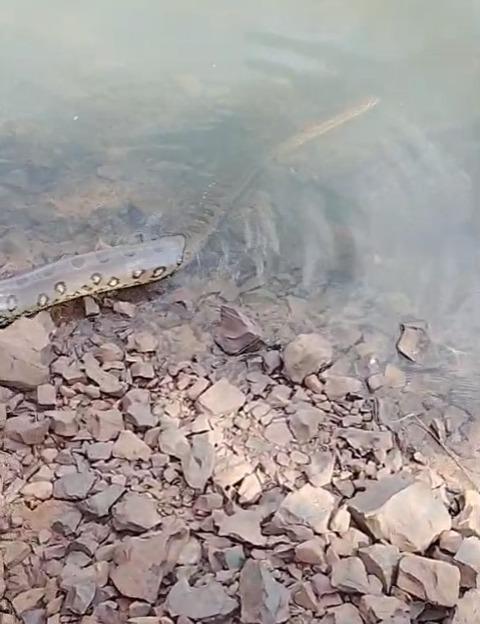 Momento em que a serpente é devolvida à natureza pelo Corpo de Bombeiros (Foto/Divulgação)