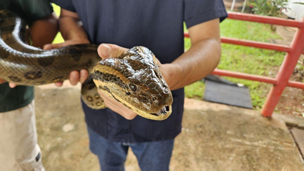 Após ser resgatada, sucuri passou or atendimento no Hospital Veterinário da Uniube (Foto/Divulgação)