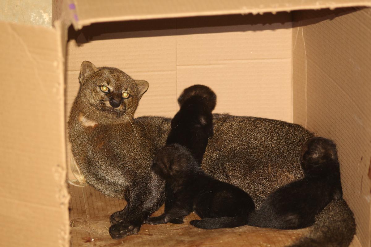 Animais seguem sendo cuidados no HVU (Foto/Divulgação)