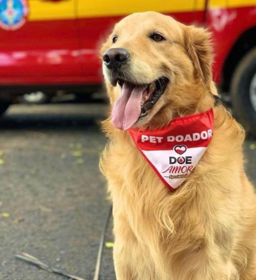  (Foto/Divulgação Corpo de Bombeiros)