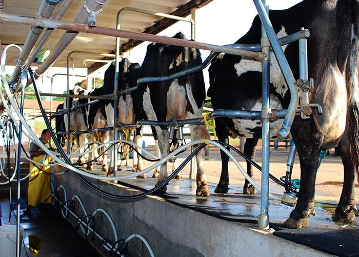 Durante a reunião desta quinta-feira serão atualizadas informações sobre o mercado leiteiro no Brasil e deverão ser estabelecidas parcerias (Foto/Divulgação)