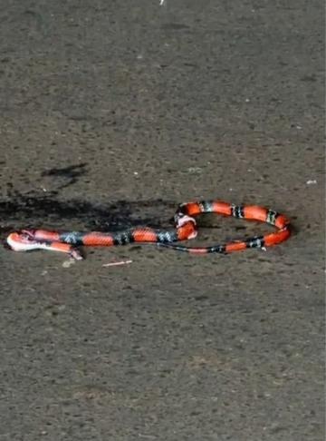 Apesar da aparência, a serpente não possui veneno (Foto/Divulgação)