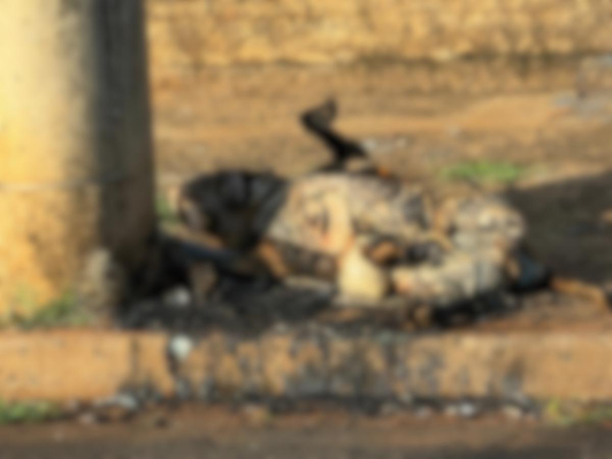 Cachorro encontrado morto e parcialmente queimado na rua dos Andradas, no bairro Abadia, em Uberaba (Foto/Reprodução)