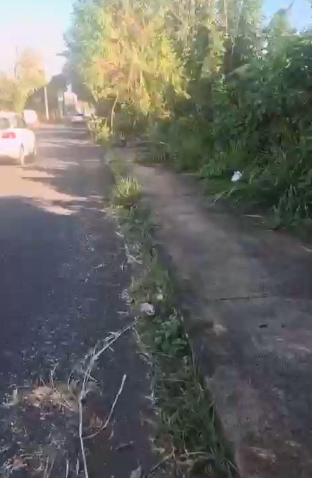 Mato alto, acúmulo de lixo e dificuldades de circulação voltam a gerar reclamações de moradores e motoristas na Rua Carlos Tasso Rodrigues (Foto/Reprodução)