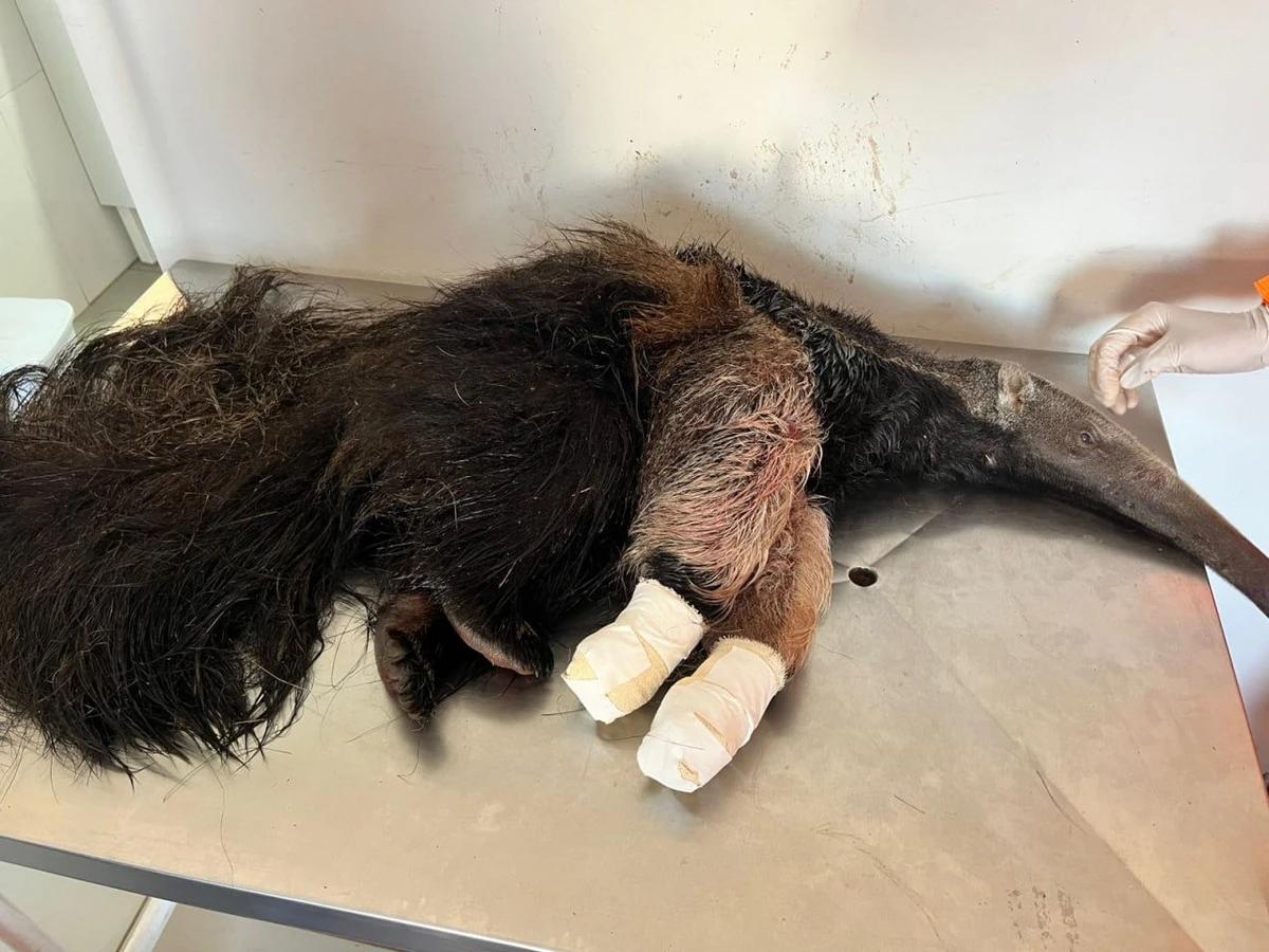 O animal foi atendido em Campos Altos e depois levado para reabilitação em Campos Altos (Foto/Corpo de Bombeiros/Divulgação)