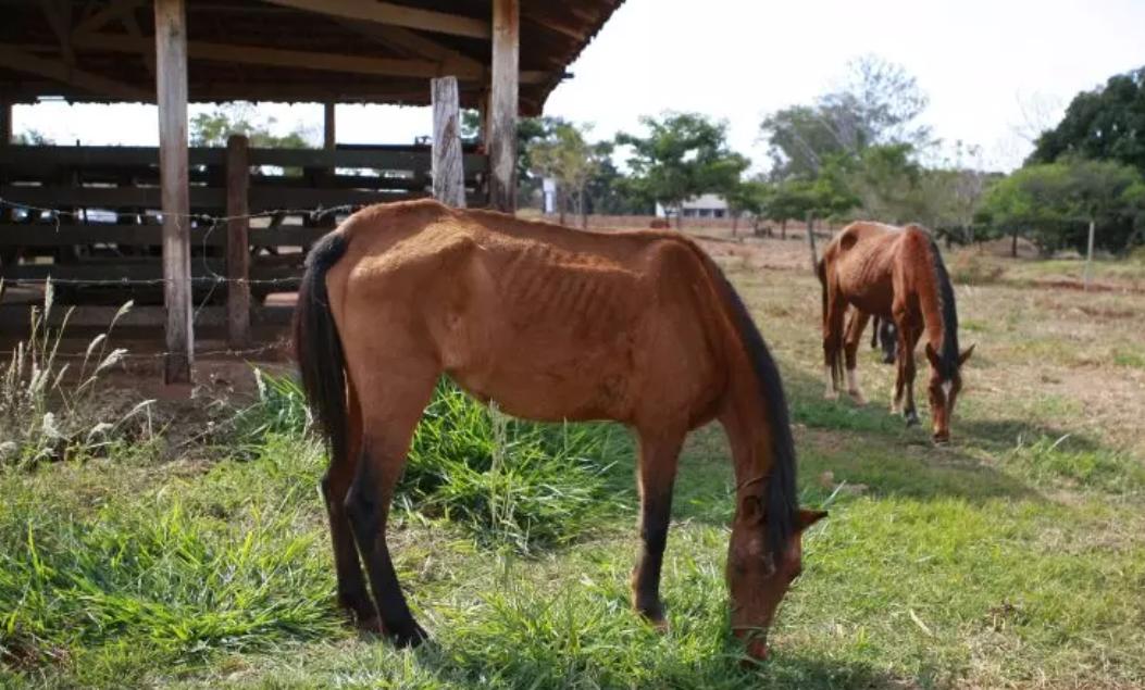  (Foto/Secretaria Municipal de Governo e Comunicação)