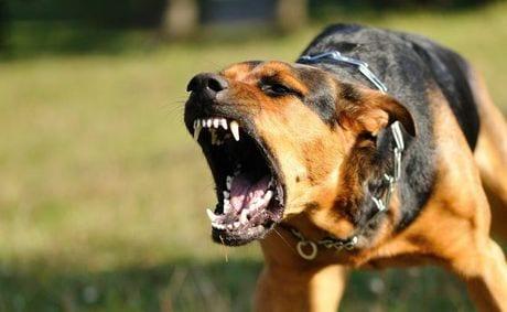 O homem afirmou à Polícia Militar que não seria a primeira vez que sofria ataques dos mesmos cães e relatou que os animais costumam ficar soltos na rua (Foto/Ilustrativa)