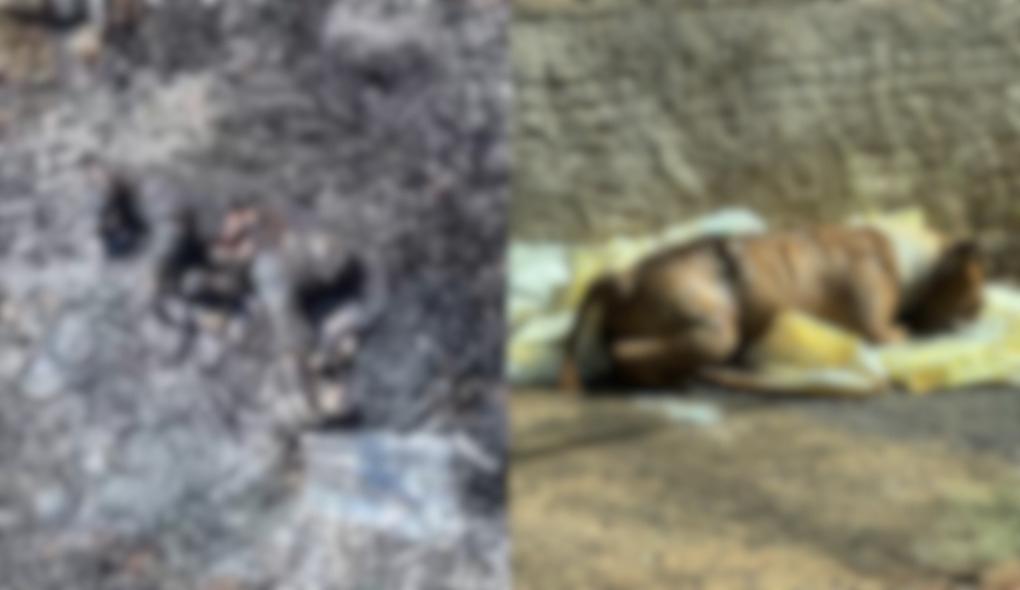  (Foto/Reprodução)