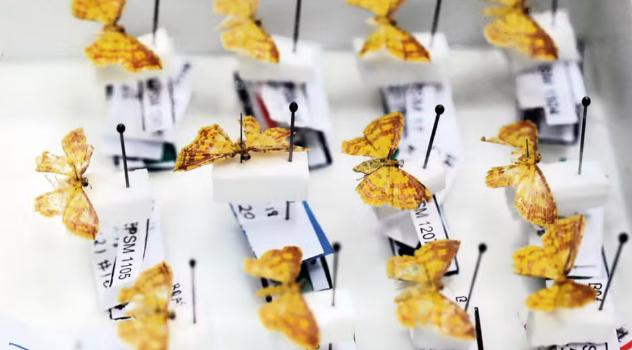 Oito novas mariposas são descobertas e recebem nomes de Orixás; veja quais (Foto/Divulgação/Unicamp)