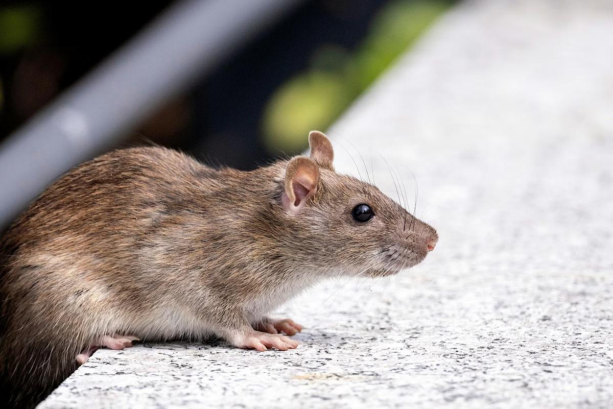 O hantavírus é transmitido por roedores (Foto/Pexels)