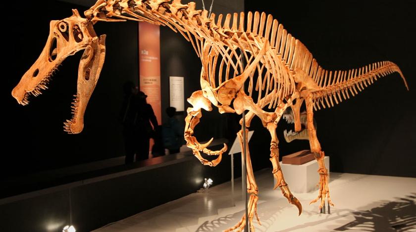 Acordo entre Brasil e Alemanha prevê a devolução do fóssil do dinossauro retirado ilegalmente do Ceará há mais de 30 anos (Foto/Kabacchi/CC/Wikipédia)