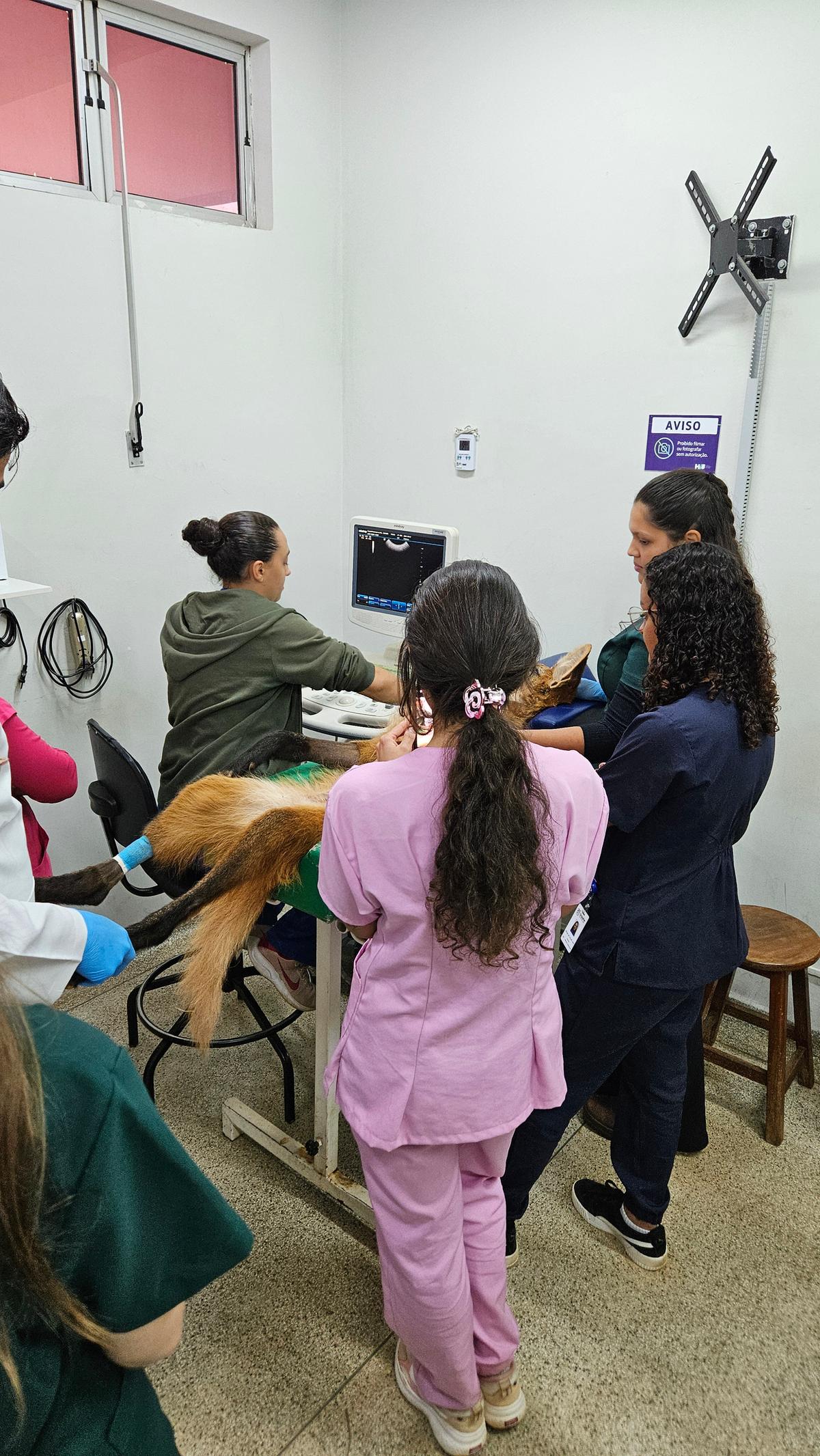 Equipe do HVU realiza exames no lobo-guará (Foto/Divulgação)