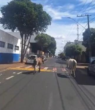  (Foto/Reprodução)
