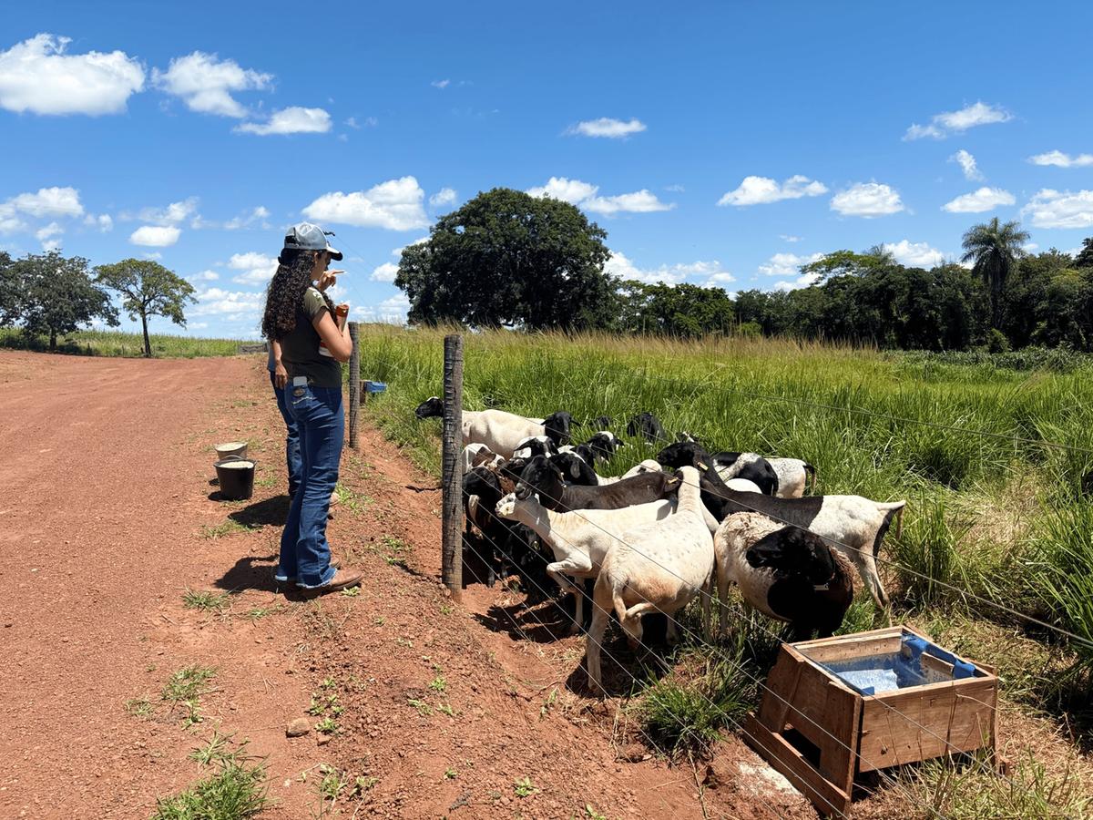 Setor de ovinocultura é um dos espaços do estágio em Medicina Veterinária de Larissa (Foto/Reprodução)