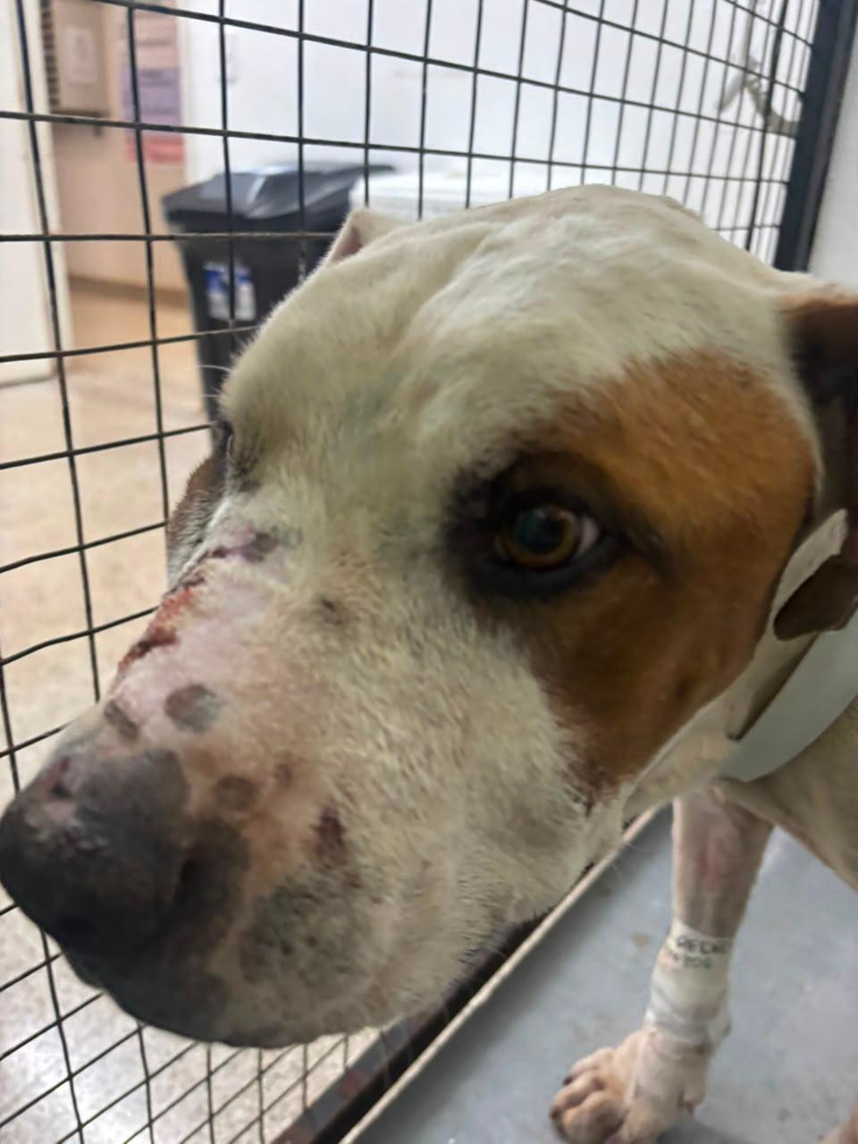 Animal recebe cuidados no Hospital Veterinário de Uberaba (Foto/Divulgação)
