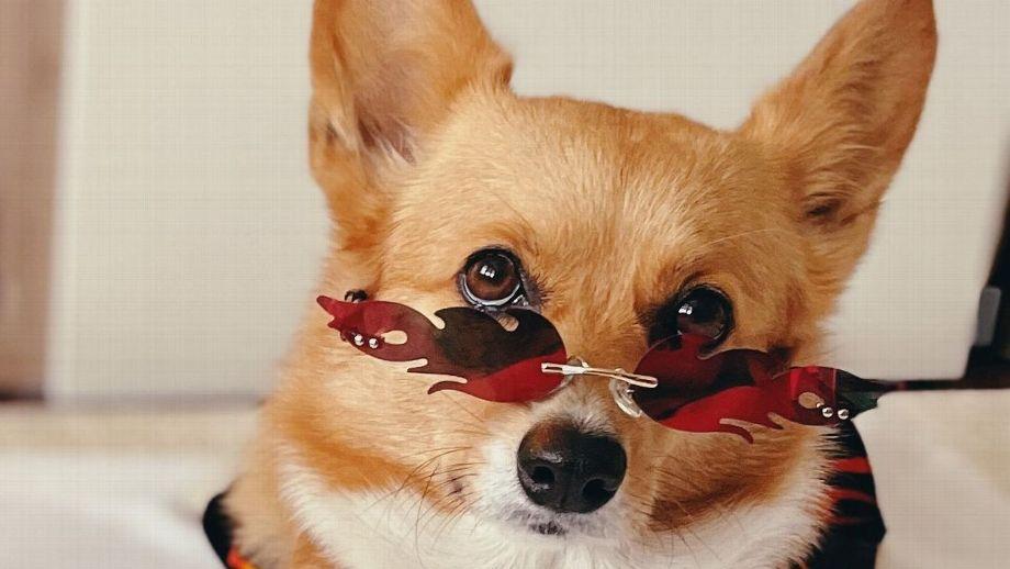 Air Corgi tem sido decisivo ao longo dos playoffs da NBA. (Foto/Denny Ku)