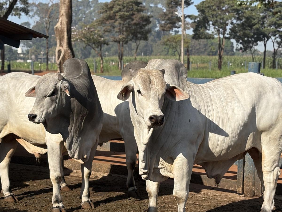Os touros PNAT serão responsáveis pelo avanço genético dos rebanhos brasileiros (Foto/Reprodução)