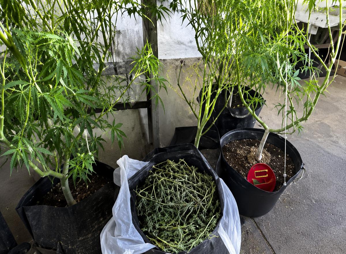 Plantas de Cannabis cultivadas em estufa improvisada foram apreendidas pela Polícia Militar durante operação que resultou na prisão de dois irmãos no bairro Boa Vista (Foto/Divulgação)