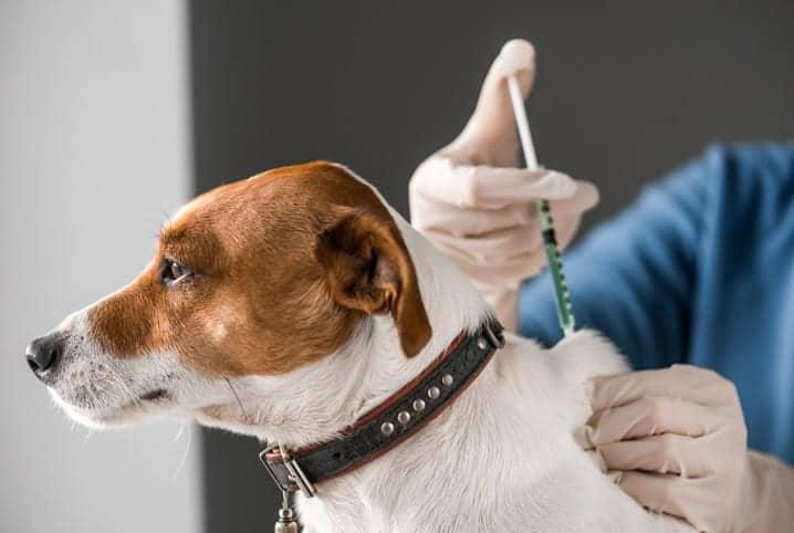 Durante o Julho Dourado, campanha de conscientização sobre saúde animal e prevenção de zoonoses (Foto/Divulgação)