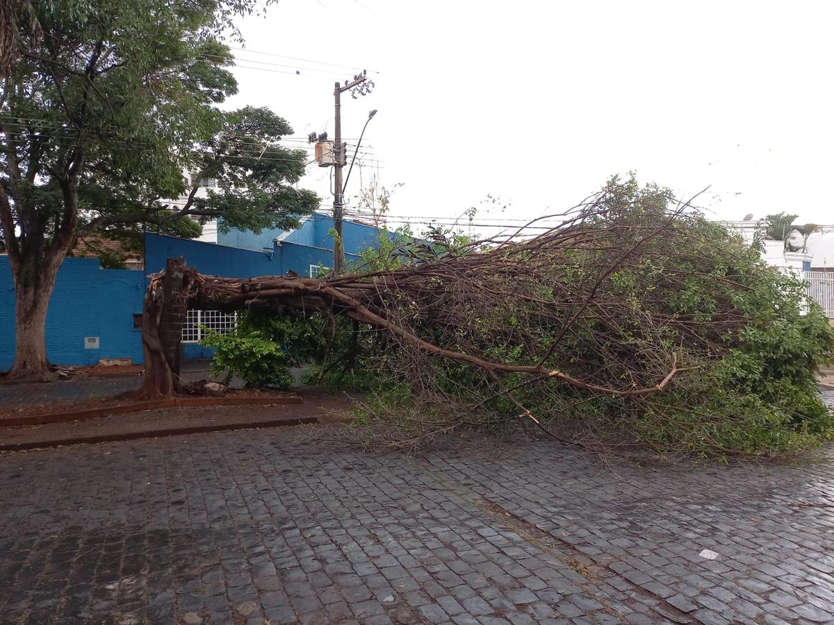 Chuva provocou queda de árvores na cidade (Foto/Juliana Corrêa)