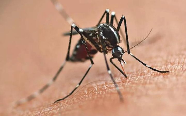 Uberaba zählt mehr als 1.900 wahrscheinliche Fälle von Dengue-Fieber und 11 Fälle von Chikungunya Journal da Manha.