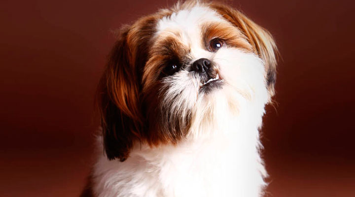 Mulher Denuncia Picolezeiro Por Furto De Cachorro Da Raca Shih Tzu Jornal Da Manha 48 Anos