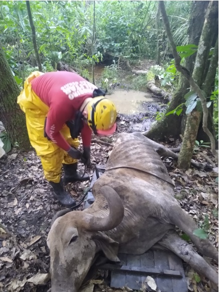 Preso em atoleiro por quase um dia, cavalo é salvo por bombeiros na Grande  BH - Gerais - Estado de Minas